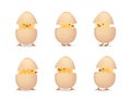 Chicks in cracked eggs set