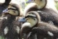 Chicks duck oltremara Royalty Free Stock Photo