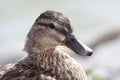 Chicks duck oltremara Royalty Free Stock Photo