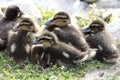 Chicks duck oltremara Royalty Free Stock Photo