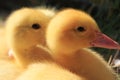 Chicks duck oltremara Royalty Free Stock Photo