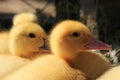 Chicks duck oltremara Royalty Free Stock Photo