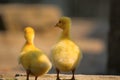 Chicks of duck Royalty Free Stock Photo