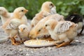 Chicks