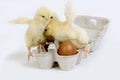 Chicks in Egg Box against White Background Royalty Free Stock Photo