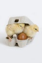 Chicks in Egg Box against White Background Royalty Free Stock Photo