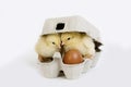 CHICKS AND EGG BOX Royalty Free Stock Photo