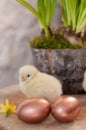 Chicks & eggs