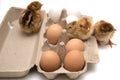 Chicks and eggs in carton Royalty Free Stock Photo
