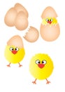 Chicks, eggs and chicks hatching from eggs Royalty Free Stock Photo