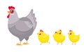 Chicks following chicken. Spring easter chickens, hatched chick and hen family cartoon vector illustration
