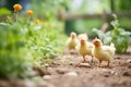 chicks following hen through a vegetable garden