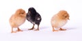 Chicks in a group, three of them Royalty Free Stock Photo