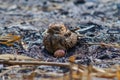 Chicks hatch Royalty Free Stock Photo