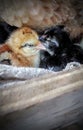 Chicks that have just hatched, are still incubated by the mother. Royalty Free Stock Photo