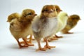 Chicks isolated on white background little chickens