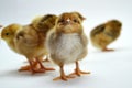 Chicks isolated on white background little chickens