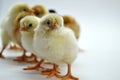 Chicks isolated on white background little chickens