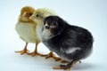 Chicks isolated on white background little chickens