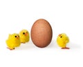 Chicks looking at unhatched egg Royalty Free Stock Photo