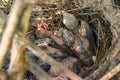 Chicks in a magpie`s nest in the wild