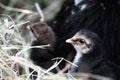 Chicks and Mother Hen Royalty Free Stock Photo