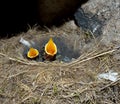 Little newborn chicks Royalty Free Stock Photo