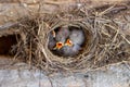 Chicks in the nest asking for food. Birds. Wildlife.