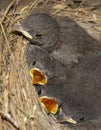 Chicks in a nest with open beaks asking for food