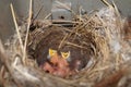 Chicks in the nest waiting for food