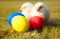 Chicks next to colorful easter eggs Royalty Free Stock Photo