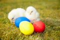 Chicks next to colorful easter eggs Royalty Free Stock Photo