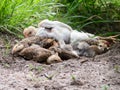 Chicks resting holes Royalty Free Stock Photo