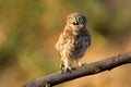 Chicks of a small owl are photographed near their nest. Royalty Free Stock Photo