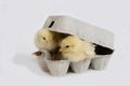 Chicks standing in Egg Box against White Background Royalty Free Stock Photo