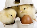 Chicks standing in Egg Box against White Background Royalty Free Stock Photo