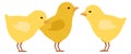 Chicks standing. Farm animals. Cute little chickens Royalty Free Stock Photo