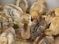 Chicks on straw eating feed in the chicken coop