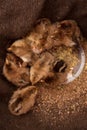 Chicks warm wool Royalty Free Stock Photo
