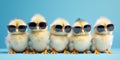 Chicks Wearing Sunglasses On Blue Background