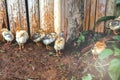 Chicks Royalty Free Stock Photo