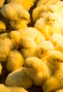 Chicks yellow cute