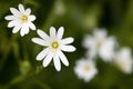 Chickweed Royalty Free Stock Photo