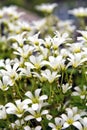Chickweed blooms macro in the garden outdoors Cerastium uralense Royalty Free Stock Photo