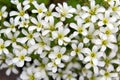 Chickweed blooms macro in the garden outdoors Cerastium uralense Royalty Free Stock Photo