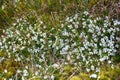 Chickweed (Cerastium arcticum) Royalty Free Stock Photo