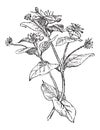 Chickweed or Cerastium sp., vintage engraving Royalty Free Stock Photo