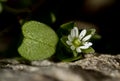 Chickweed flower and sparkly green leaf Royalty Free Stock Photo