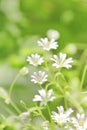 Chickweed flowers Royalty Free Stock Photo