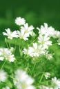Chickweed flowers